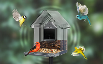 Meet Your Feathered Friends: Common Backyard Birds and Their Characteristics