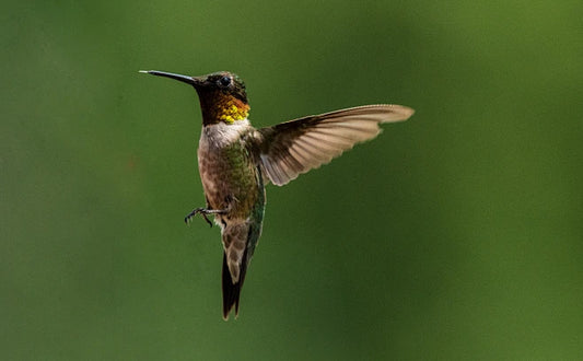 The Enchanting World of Hummingbirds: Nature's Tiny Marvels